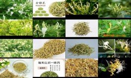 【金银花的作用和功效】金银花的作用和副作用及禁忌  